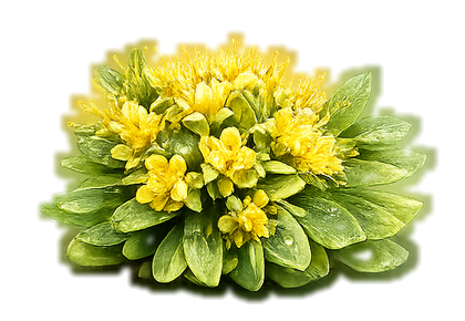 Rhodiola